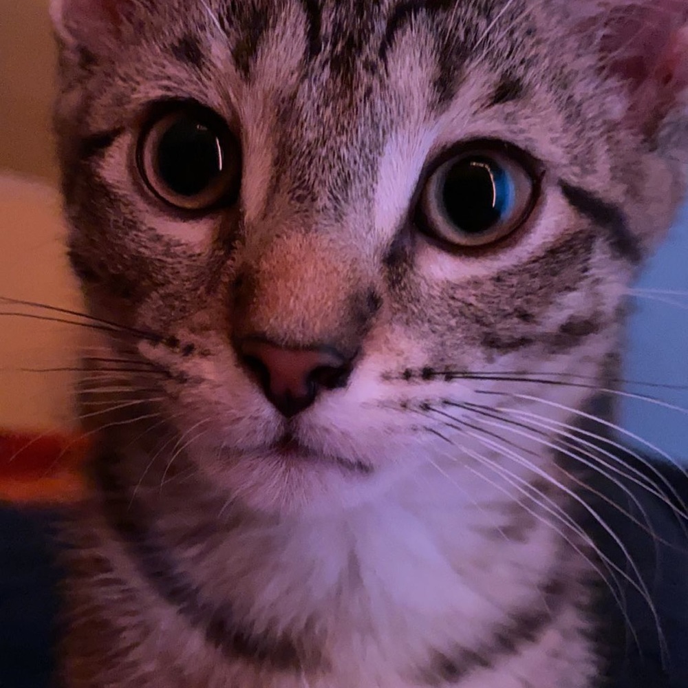 Meet your Posher, Nayeli